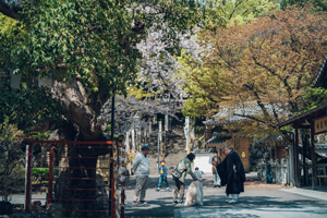 興正寺-秋の風景