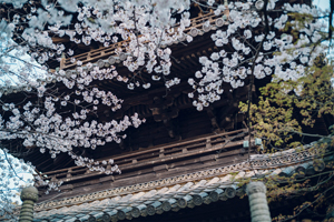 興正寺-秋の風景