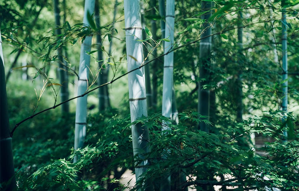 里山（竹翠亭付近）