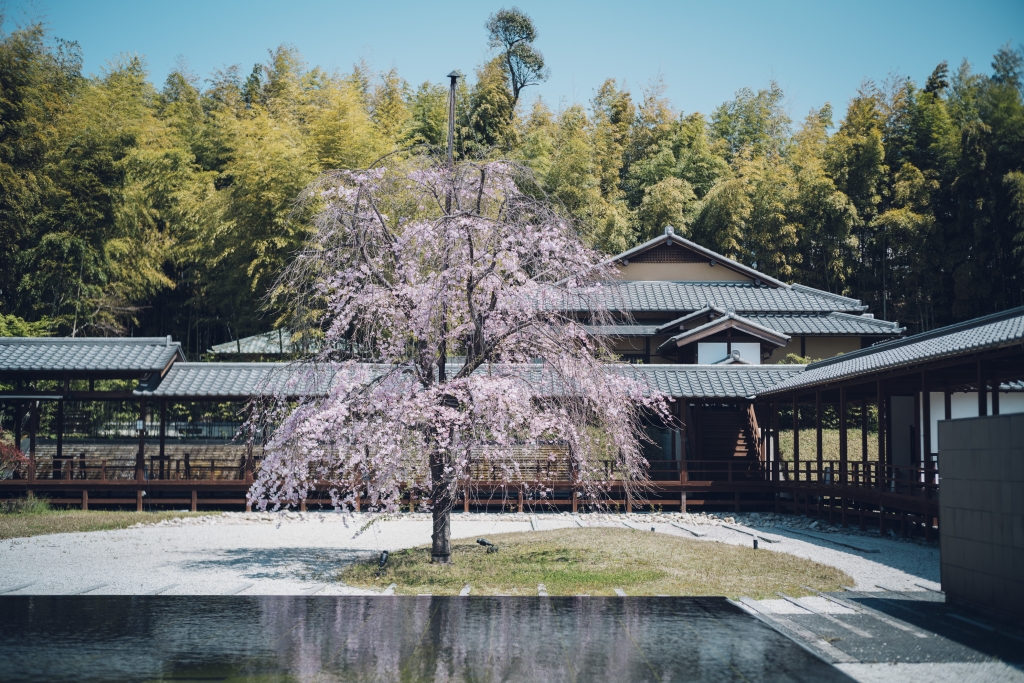 普門園のしだれ桜