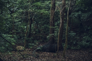 八事の森の風景